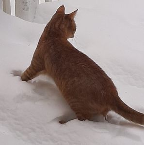 Meet your Posher, Ian